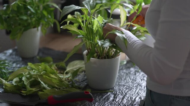 Woman repotting and pruning houseplant in pot at home.