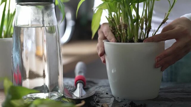 Woman repotting and pruning houseplant in pot at home.