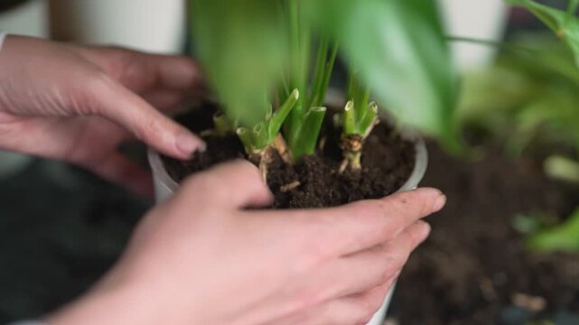 Woman repotting and pruning houseplant in pot at home.