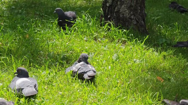 A wild rock dove columba livia pigeon preening feathers on lush green grass in a park, concept of urban wildlife fauna, bird grooming behavior, avian hygiene and calm domesticity
