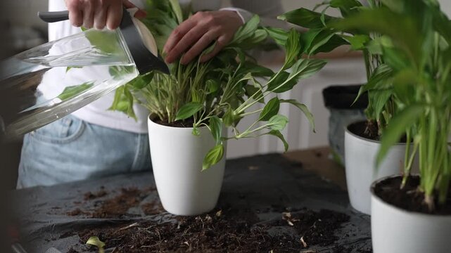 Woman watering potted houseplant immediately after repotting at home.