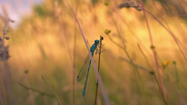 Common blue damselfly in tall grass
