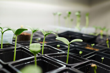 Obraz premium Watermelon and lagenaria seedlings growing in black plastic pots on a greenhouse shelf, with soft natural light illuminating the young plants