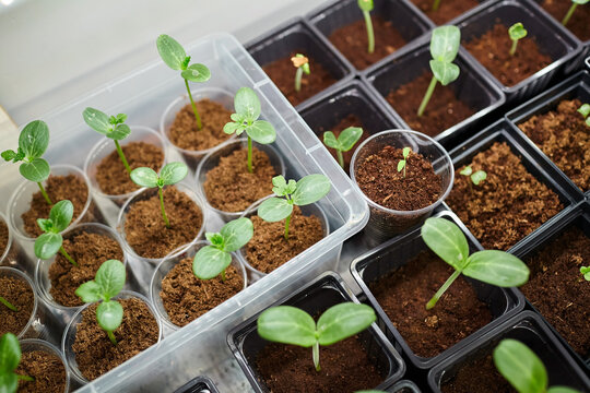 Watermelon and lagenaria seedlings growing in small pots with rich soil, arranged on a table under bright indoor lighting, showcasing healthy plant development