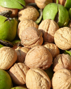 Walnut fruit in pericarp with green husks and brown shells, showcasing the natural texture and color variations of the nuts in a close-up view