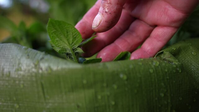 Gardener inspecting young potato seed plant growing in soil bag