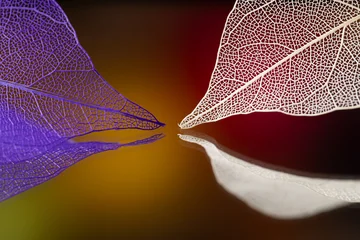 multicolored leaf skeletons on a bright abstract background © dmitr1ch