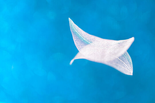 Blue leaf skeletons with a clear geometric pattern,   translucent foliage texture