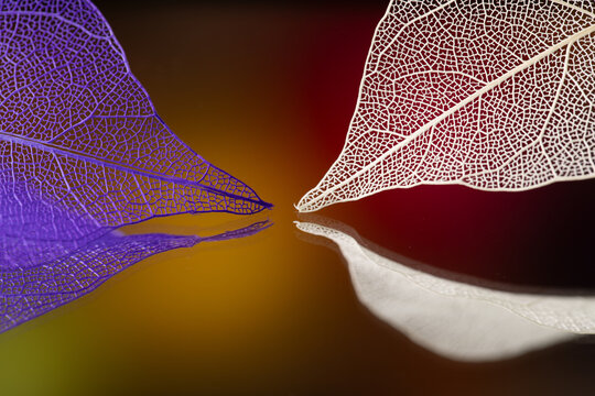 multicolored leaf skeletons on a bright abstract background
