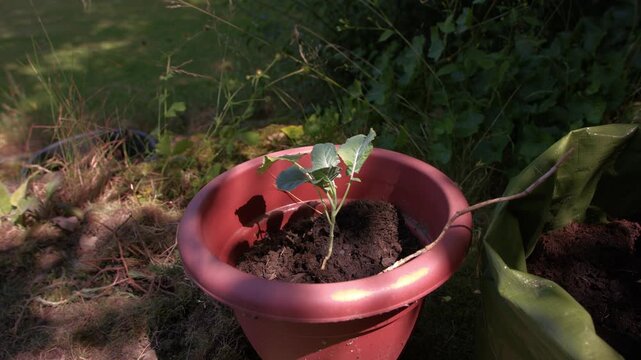 Young Broccoli vegetable plant in plant pot