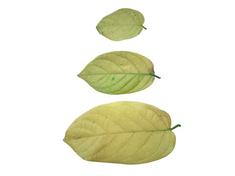 Three yellow autumn leaves of different sizes