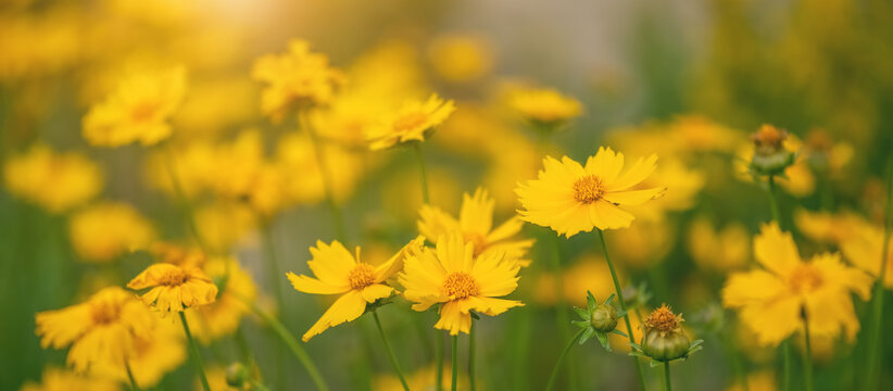 Yellow flowers in sunlight on meadow, beautiful floral summer banner, selective focus
