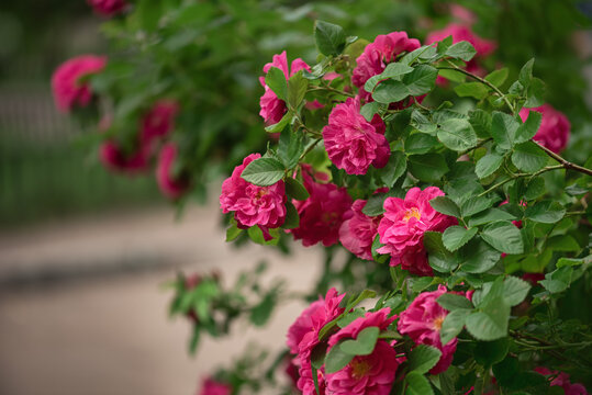 Beautiful pink roses on a bush in the garden, selective focus, copy space