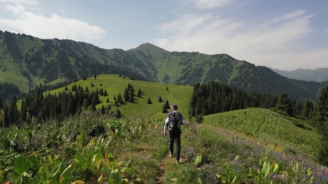 Aerial view of a tourist with a backpack walking along a narrow mountain path through green flowering meadows surrounded by beautiful green mountains