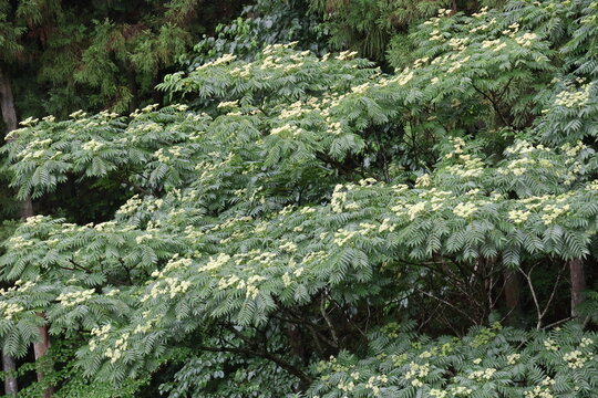 Japanese Angelica Tree flowers