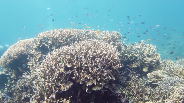 Underwater Colorful Tropical Fishes. wonderful and beautiful underwater colorful fishes and corals in the tropical reef. Leyte, Philippines.