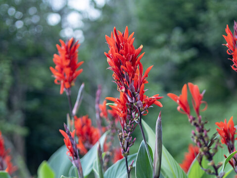 Close-up of vibrant red canna lily flowers, Canna indica,  in full bloom with lush green leaves and a soft blurred background foliage.