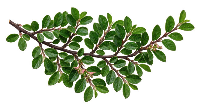 A vibrant green cotoneaster branch with lush leaves isolated on a clean white background in a crisp studio macro shot.