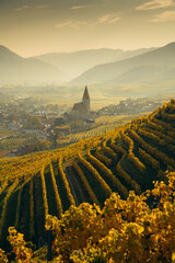 Naklejka premium Wachau fall scenery with golden vineyards in beautiful evening light at sunset, Wachau Valley, Lower Austria region, Austria