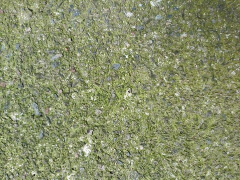 Natural urban texture green moss. wood texture, brown red, beige wood, sawn board, wood grain, wooden board, natural wood, wood surface, tree rings, grain pattern, plank, timber, organic texture, warm