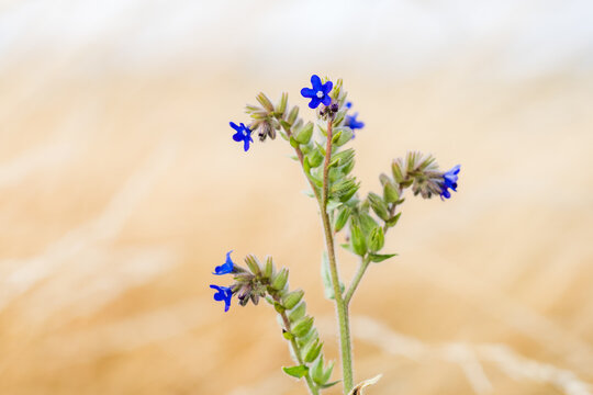 Blue Viper's Bugloss Flower in Soft Natural Light