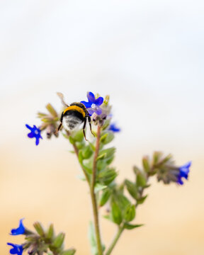 Bumblebee Approaching Viper's Bugloss Flower in Flight
