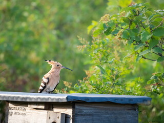 Closeup Common hoopoe bird on his house roof © Ewald Fröch