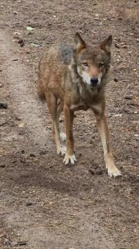 Gray Wolf Vigorously Scratches the Ground with Hind Legs

