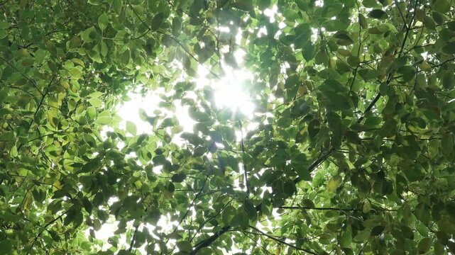 Low angle view of lush green tree leaves with sunlight filtering through canopy
