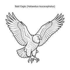 Fototapeta premium vector illustration of a flying eagle