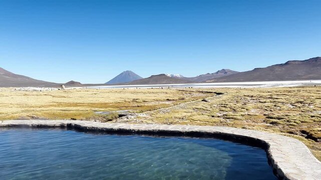 Hot water spring at Laguna de Salinas, Arequipa, Peru, with alpaca, llamas, and the El Misti volcano in the background