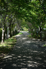 Fototapeta premium 桜の木々の下の広場