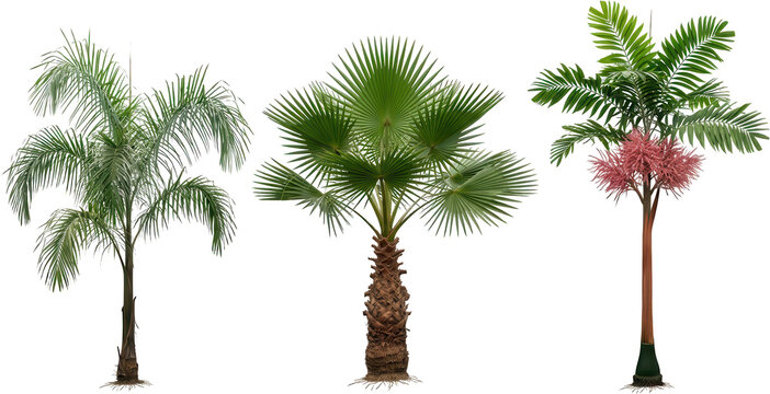 Three distinct palm trees showcasing lush green foliage and textured trunks are presented side by side against a clean white backdrop for versatile design applications tropical