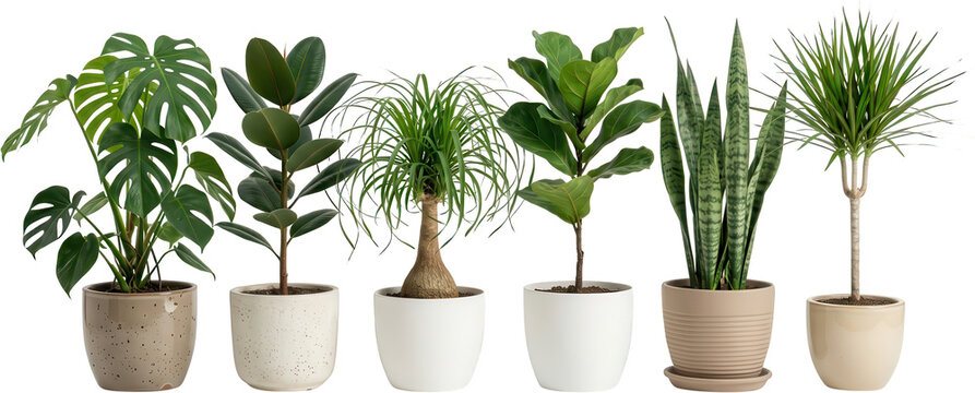 Assortment of popular green houseplants in decorative pots including Monstera Rubber Plant Ponytail Palm Fiddle Leaf Fig Snake Plant and Dracaena indoor plant potted plant
