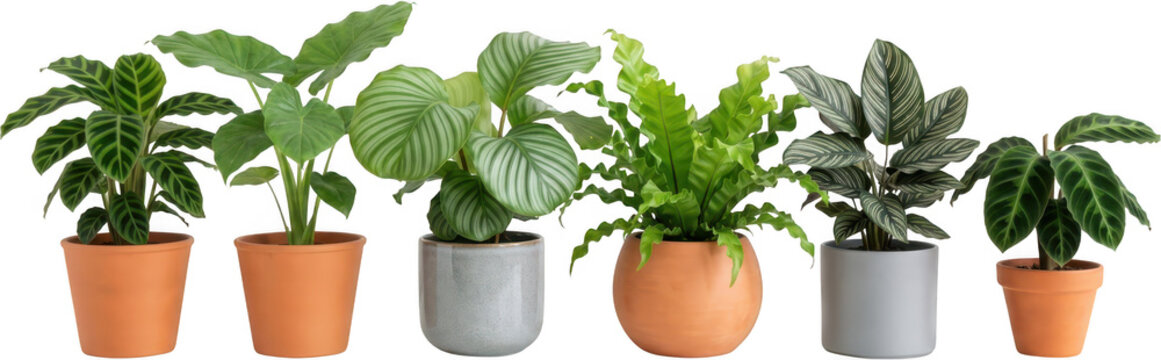 Collection of six different houseplants in decorative pots showcasing vibrant green foliage and varied leaf patterns 174 characters potted plants home decor interior design