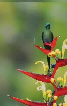 Green Hummingbird Perched on Vibrant Red Heliconia Flower
