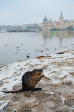 Nutria eating on snow bank in Prague by Vltava river