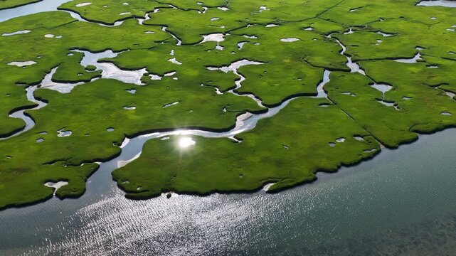 Narrow, sunlit channels meander through a beautiful salt marsh in Pleasant Bay, Cape Cod. Marshes provide critical habitat for many birds, fish, and marine invertebrates to feed, mate, and nest.