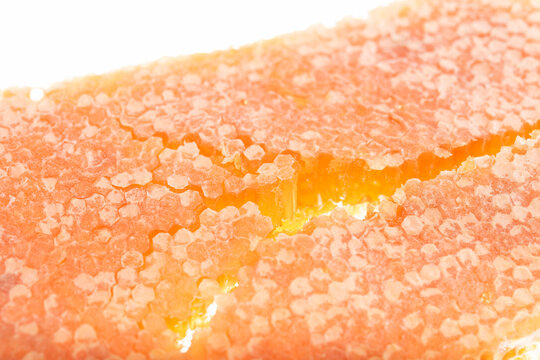 Detailed Broken Honeycomb with Exposed Wax Cell Structure