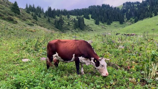 Beautiful dairy cow grazing peacefully on a lush green meadow in a mountain valley. The animal feeds on fresh grass in a serene rural landscape