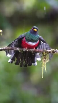Collared Trogon Perched on a Mossy Branch in the Rainforest