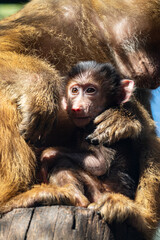 Close-up vertical portrait of an infant baboon monkey looking forward with wide brown eyes. Concept of parental protection, security and animal family. © Stanislav
