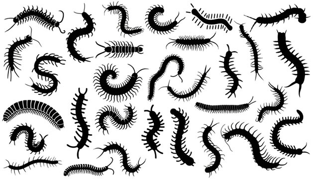 Set of various centipede insect silhouettes and creepy crawler bug graphics