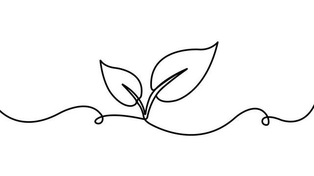 continuous line sprout growth icon animation on white background. presenting a two leaf sprout growing seamlessly on a centered line. 4k video animation.