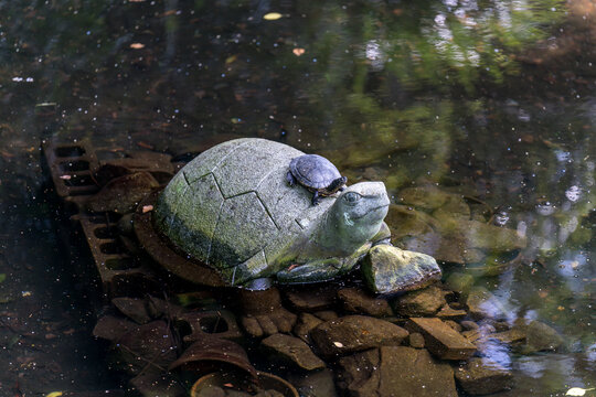 Japanese turtle (Mauremys japonica) (nihon ishigame) in a pond
