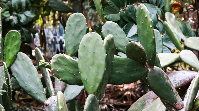 A close-up photograph of an abundant Prickly Pear Cactus (Opuntia) plant thriving in a lush, naturally lit botanical setting.