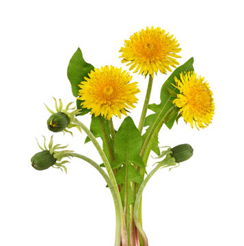Bouquet of green leaves of dandelion flowers isolated on white or transparent background