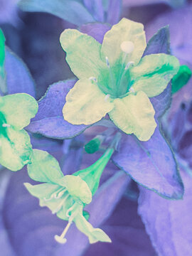 blue and green flowers