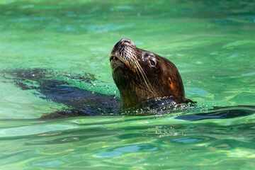 Cute California sea lion popping its head out of bright emerald water. Wildlife photography of marine mammal in a zoo pool or natural habitat. © Stanislav