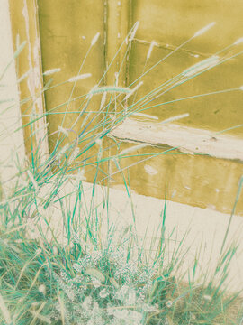 grass in the wind